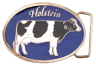 cow holstein belt buckle