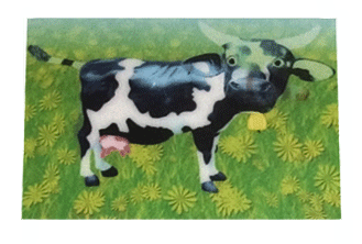 cow postcard
