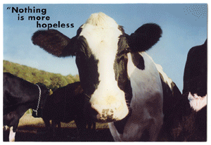 cow inspirational greeting card