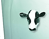 refrigerator cow magnet
