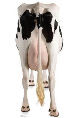 cow large cardboard cut out