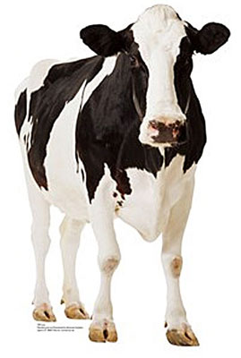 cow large cardboard cut out