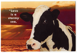 cow relationship greeting card