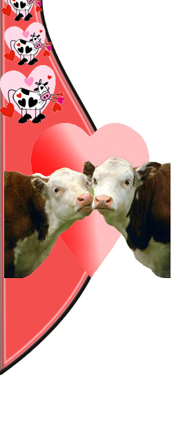 cow valentines day gifts